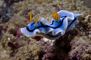 Nudi - Mabul - Platform by Pietro Formis 
